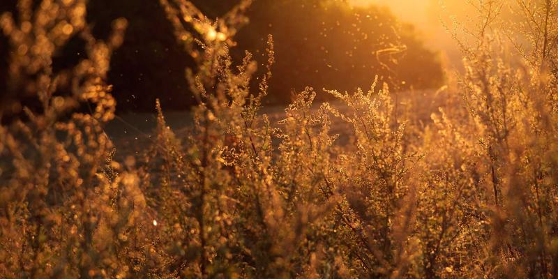 B2B直播新革命:技术讲解+在线竞价,如何重塑工业品采购生态?